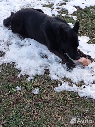 Черная немецкая овчарка (кобель)вязка