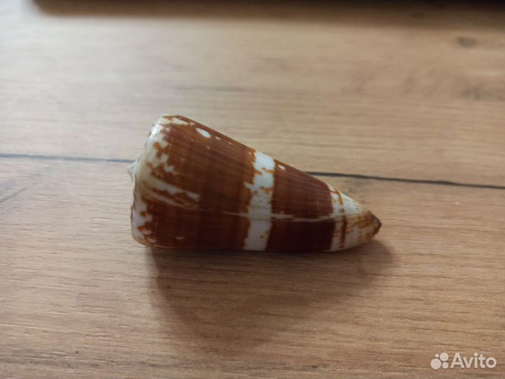 Морская раковина