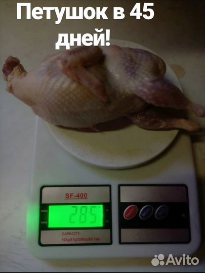Продаю техаских перепелов