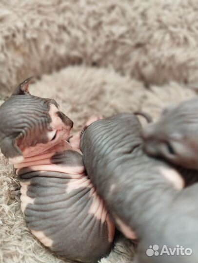 Канадский сфинкс