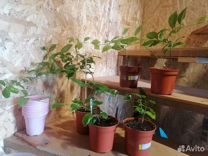 Бугенвиллия