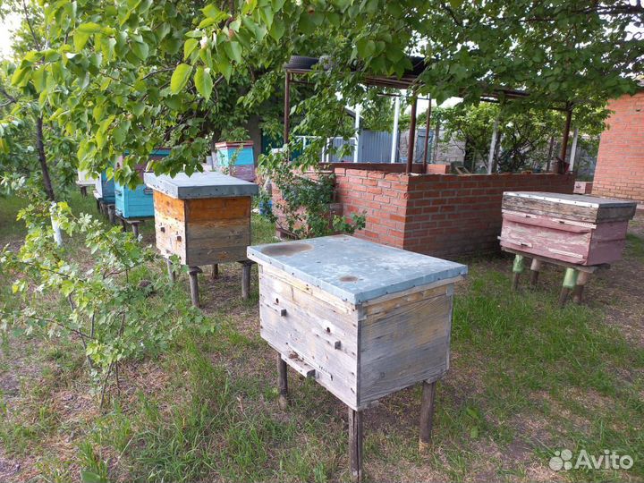 Пасека, пчелосемьи