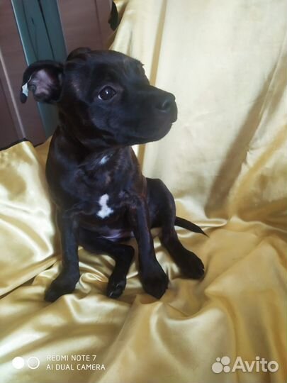 Щенки Английский стаффордширский бультерьер