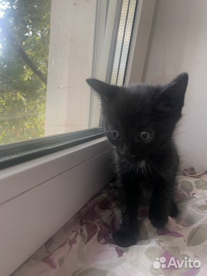 Котенок мальчик