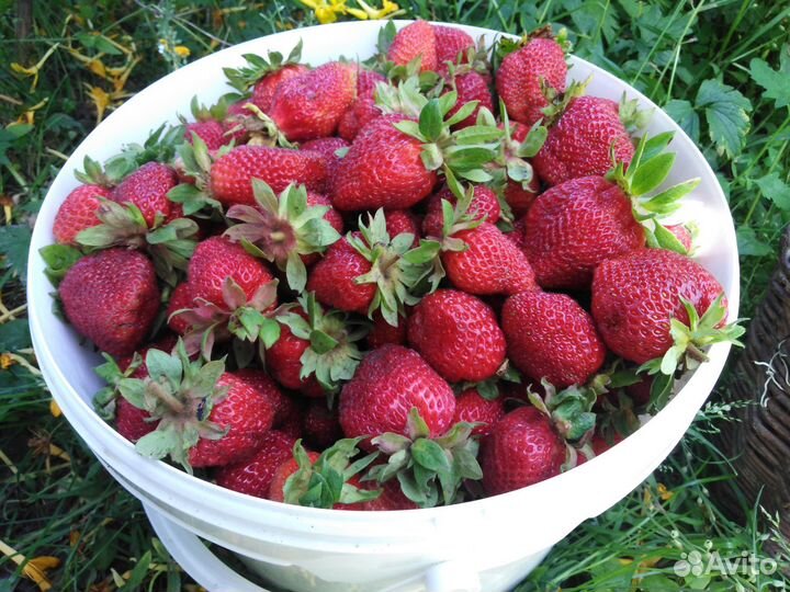 Клубника рассада