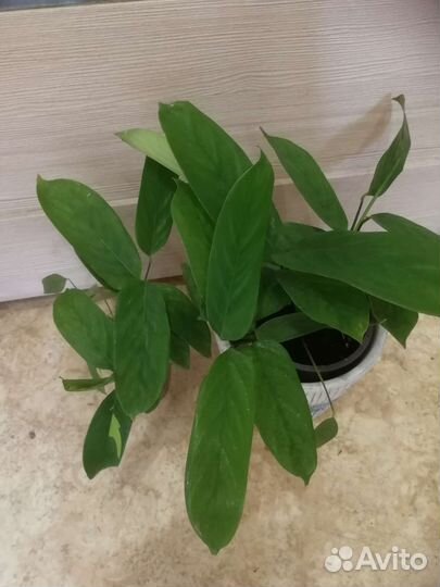 Ктенанта лубберса