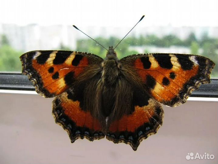 Домашняя Ферма для разведения бабочек д/ф-5