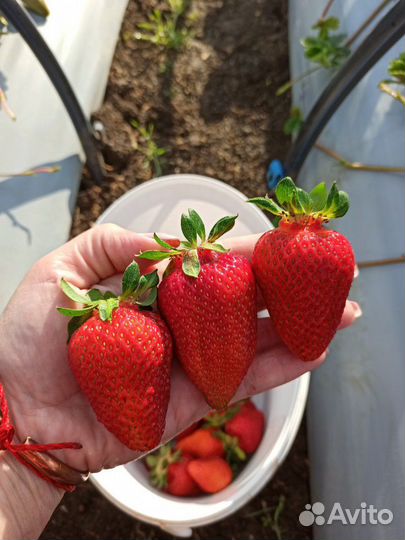 Продам рассаду клубники и ежевики