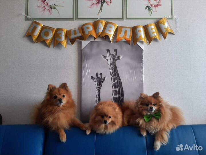 Шпиц щенок купить