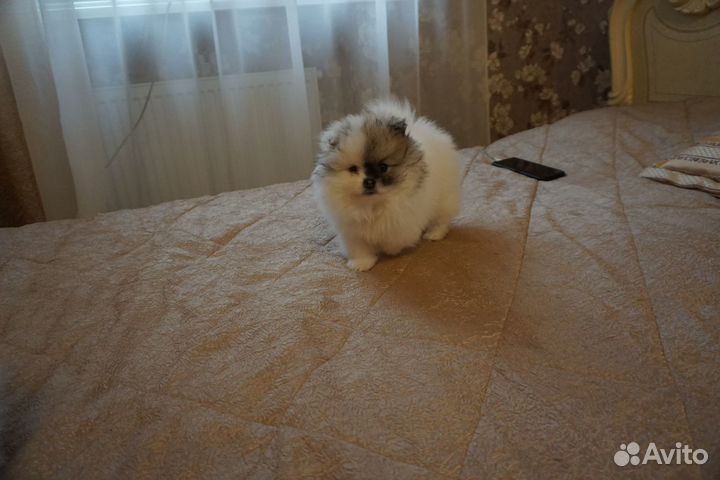 Малый Немецкий шпиц