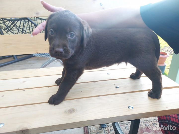 Лабрадор мальчик