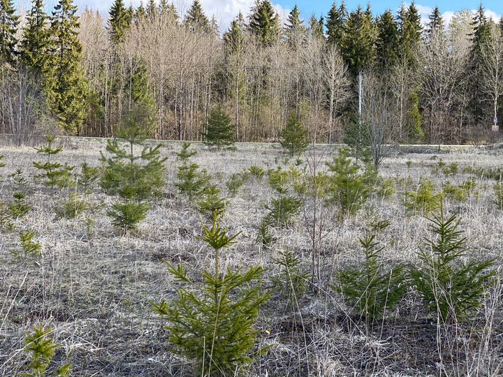 Участок 12,9 сот. (СНТ, ДНП)