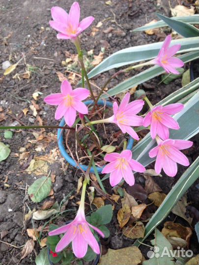 Зефирантес розовый крупноцветковый