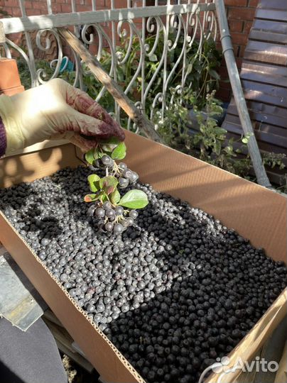 Черноплодная рябина без веточек крупная