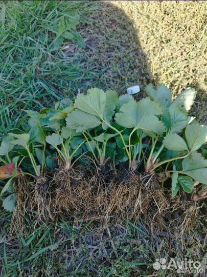 Рассада клубники Азия+