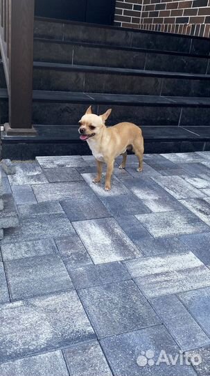 Брусчатка тротуарная плитка от завода от 120 м2