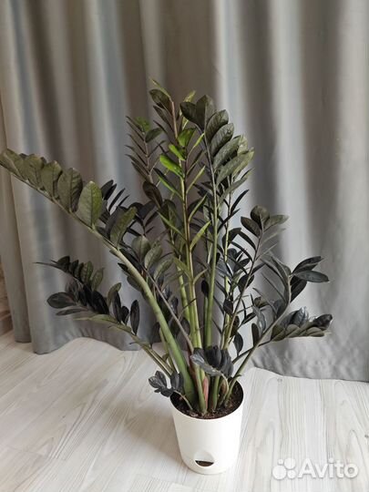 Замиокулькас черный Raven