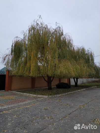 Саженцы ивы белой плакучей