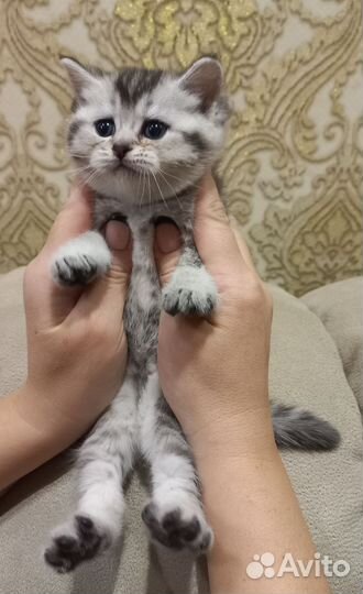 Шотландская