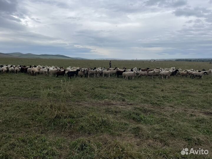Стадо крс, стадо овец
