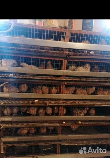 Мясо перепела яйцо