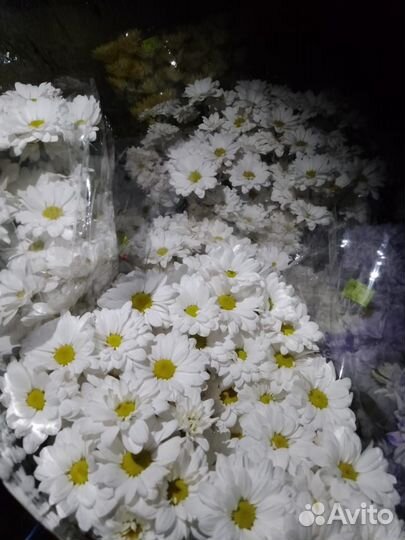 Рассада хризантем - зембла ромашка и одноголовые