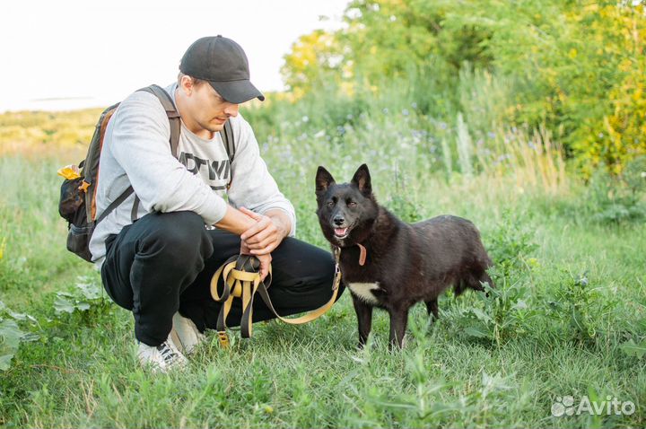 Собаки из приюта в добрые руки