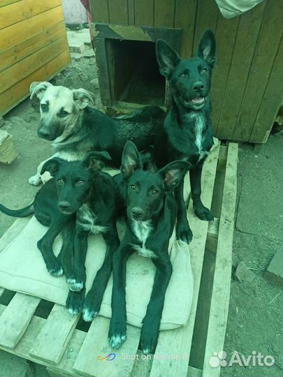 Собака в добрые руки