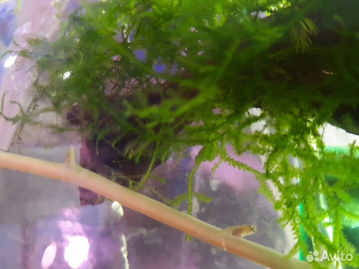 Мох для аквариума Пламя