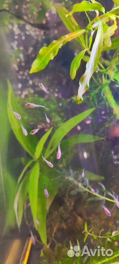 Гуппи мальки