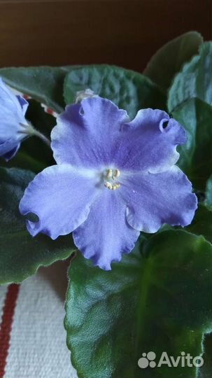 Цветущая фиалка сине-фиолетового цвета в горшке