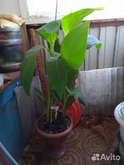 Канны красные