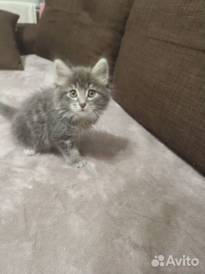 Котенок 2,5 месяца