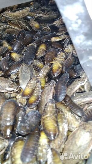 Кормовые сверчки,тараканы (только заморозка) опт