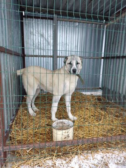 Собака алабай