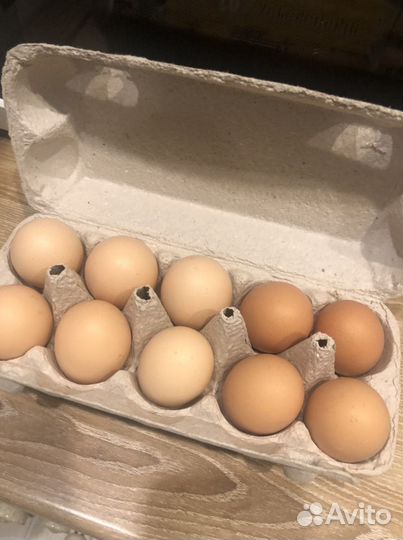 Яйца куриные домашние