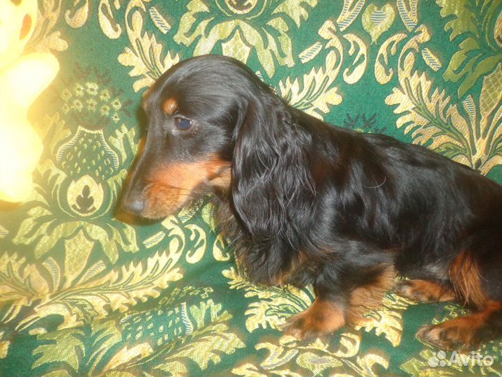 Малыши для вас