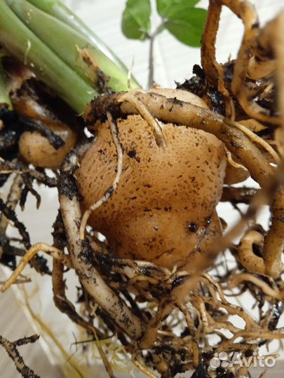 Замиокулькас Долларовое дерево