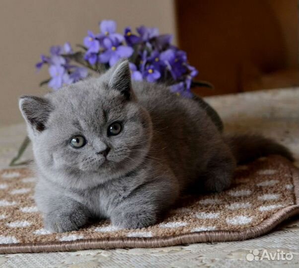 Британская