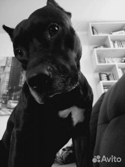 Питбуль (вязка)