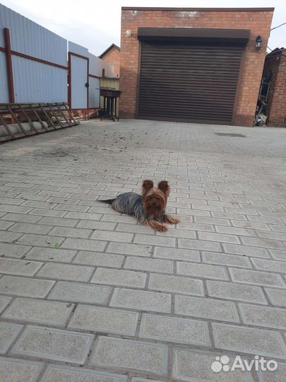 Йоркширский терьер вязка мальчик