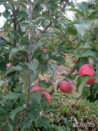 Саженцы Яблоня Фуджи