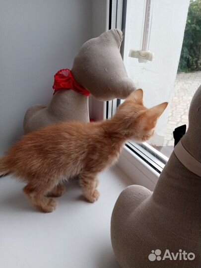 Котята ищут дом