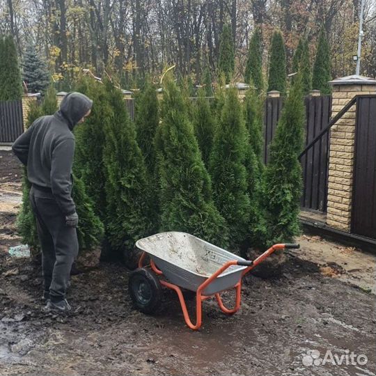 Туя смарагд брабант