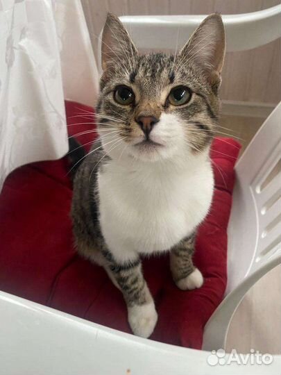 Котик в добрые руки