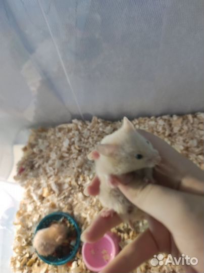 Сирийский хомяк