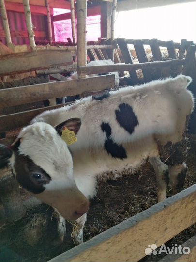 Телята,телки,бычки