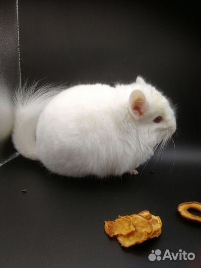 Шиншиллы разных окрасов и мутаций