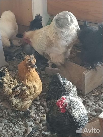 Инкубационные яйца карликовых кур