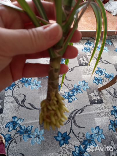 Пальма драцена